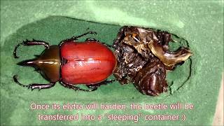 The Eastern Hercules beetle Dynastes tityus raising and breeding at home Part II [upl. by Centonze]