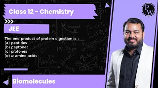 The end product of protein digestion is  a peptides b peptones c protones d αamino acids [upl. by Dorene]