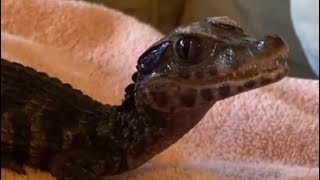 The cutest sound ever 🐊🤍 caiman vibes animalshorts petshorts cute fyp [upl. by Einaj]