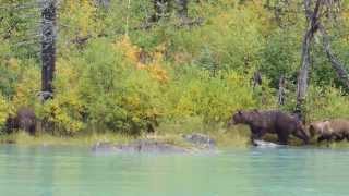 Alaskan Coastal Brown Bear sow with cub attacks unaware sow [upl. by Ioved]