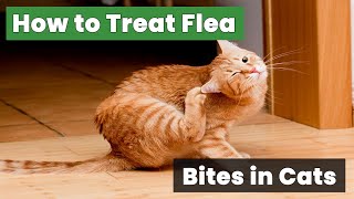 How to Treat Flea Bites in Cats Expert Advice for Pet Owners [upl. by Keever531]