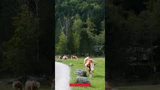 The Polish Cow Takes Over the Farm  Hilarious Animal Moments You Cant Miss [upl. by Hogle901]