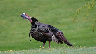 Wild Turkey Gobble [upl. by Rafael]