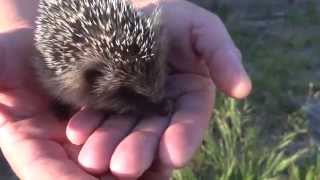 Cute baby hedgehog in my garden [upl. by Ciryl171]