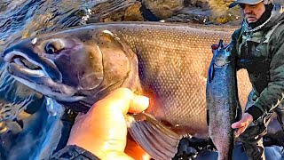 COHO SALMON FEEDING FRENZY When The Fish Wont Stop Biting [upl. by Kowtko]