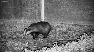 A late night badger visitor  with sounds [upl. by Einnim217]