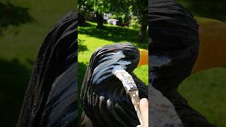 Adler weißkopfseeadler eagelcarving glatzenadler adlerschnitzen westerwald diy selfie wald [upl. by Pegasus]