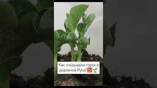 Как открывали горох в деревней Руси🧱🌱 [upl. by Bianca]