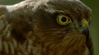 How sparrowhawks catch garden birds  Life in the Air Episode 2 Preview  BBC One [upl. by Nimad596]