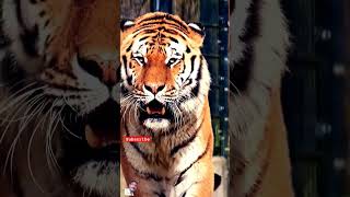 Tiger growling sound tiger animals wildlife viralvideo lion [upl. by Britney133]