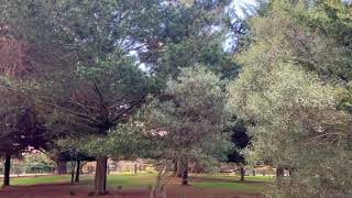 Bronze wing pigeons cooing in trees and frogs croaking Kyneton 24th Aug 2024 [upl. by Kidd]