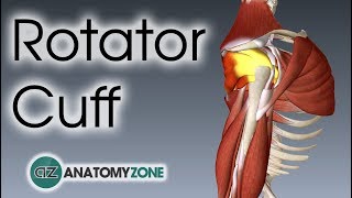 Rotator Cuff  3D Anatomy Tutorial [upl. by Elbag]