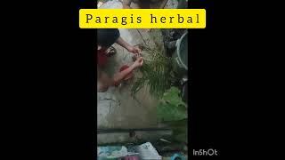 Paragis herbal part [upl. by Jason621]