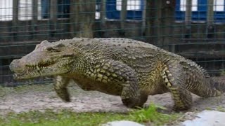 Crocodile Galloping While Chasing a Man NatureAndHeritage🐯 Wildlifes Gatorland Chainsaw [upl. by Liberati65]