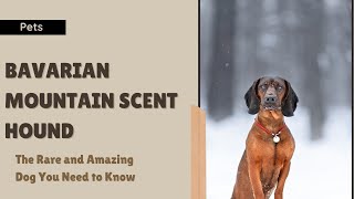 Bavarian Mountain Scent Hound The Rare and Amazing Dog You Need to Know [upl. by Adnarem880]