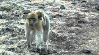 Macaque monkey baby amp mothers [upl. by Peer704]