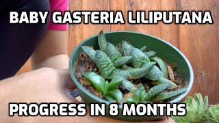 Baby Gasteria Liliputana progress in 8 months [upl. by Maria621]