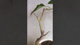 My new bonsai trees Ficus religiosa [upl. by Gilligan]