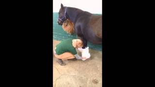 How to bandage your horses fetlock [upl. by Laekim]