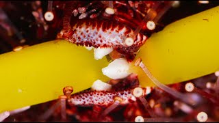 California purple sea urchins eating kelp in time lapse and extreme close ups [upl. by Persas]