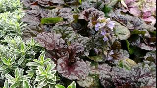 Ajuga reptans Black Scallop [upl. by Krystin]