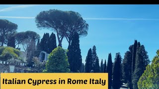 All About Cupressus Sempervirens or Italian Cypress  How to take care of Italian cypress [upl. by Aikyt]