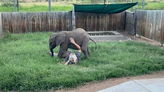 Happy Orphanage Moments with Baby Elephant Phabeni amp All His Animal Friends [upl. by Waltner]