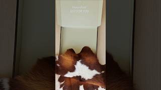 Unboxing our new small hide 🤩 perfect for adding warmth to any space homedecor cowhiderug [upl. by Oiramal]