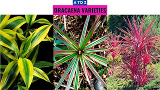 Dracaena Varieties A to Z [upl. by Aleahc508]