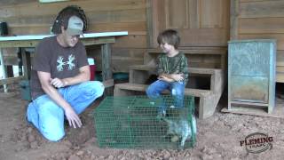 How to Trap A Raccoon In A Cage Trap [upl. by Eitsim]