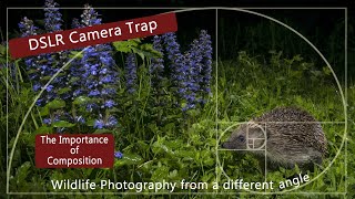 DSLR Camera trap  The Importance of composition [upl. by Raine]