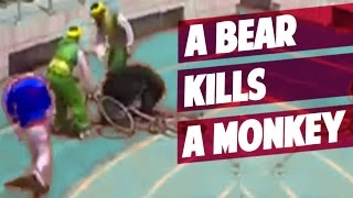 CHINA a Bear kills a Monkey in Bicycle Race in a ZOO [upl. by Rosina]