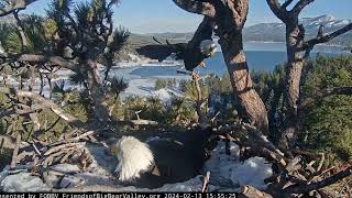 Two fish and a young sub adult FOBBV CAM Big Bear Bald Eagle Live Nest  Cam 1  Wide View  Cam 2 [upl. by Eanaj]