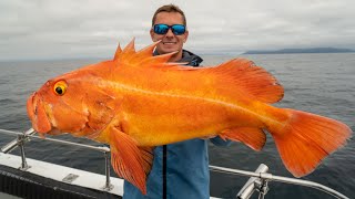 GIANT Deep Sea GOLDFISH Catch Clean Cook Yellow eye Rockfish [upl. by Westphal]