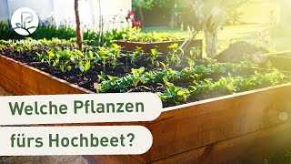 Hochbeet bepflanzen Die besten Pflanzen fürs Hochbeet Video [upl. by Hew]