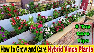 A to Z of Hybrid Vinca Care and Tips  Learn Flowering Secrets no one tells  Soil Fertilizer Water [upl. by Ajoop]