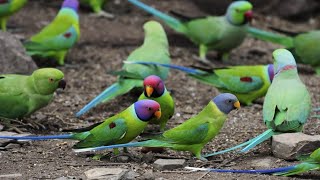 Blossom Headed or plum headed Parakeets  Hidden Camera [upl. by Nonohcle]