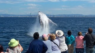 Gold Coast Whale Watching with Whale Watch Australia [upl. by Aienahs]