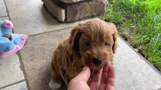 Meet Pluto The Mini Labradoodle Puppy [upl. by Hardwick]