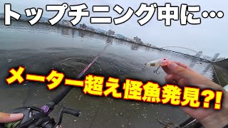 【怪魚】釣り界隈の差別を語りながらトップチニングしてたら…【サイトフィッシング】 [upl. by Stoneman]