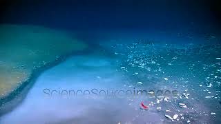 Deep Ocean Brine Pool on the Sea Floor [upl. by Acalia926]