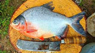 1KG Live LAKE FISH CUTTING  Red Pomfret Fish in Home Style Cutting  150 Per KG  CT 360🔪 [upl. by Yesak]