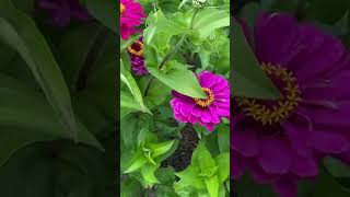 zinnia flower garden heaven in naumkeag mansion [upl. by Ynnavoeg339]