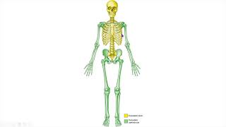 DIVISÃO DO ESQUELETO anatomia fisioterapia medicina enfermagem biomedicina estetica odonto [upl. by Gunilla231]