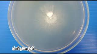 Mycology Lab Practical 2 Isolation of mushroom spores Schizophyllum commune [upl. by Soulier220]