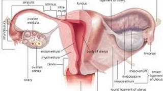 Anatomia Apparato Riproduttivo Femminile [upl. by Gardel847]