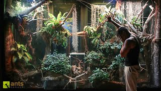 An Invasive Species Could Be THE END to My Giant Rainforest Vivarium [upl. by Enaelem135]