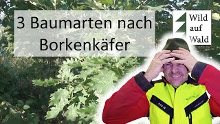 🌲Die Fichte ist tot  was nun 3 Mögliche Baumarten wildaufwald [upl. by Elyssa]