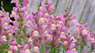 Perennial Snapdragon Spanish Snapdragon Antirrhinum nispanicum [upl. by Zetnwahs]