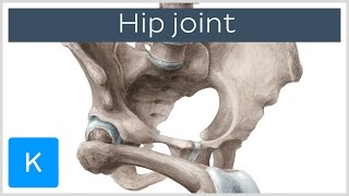 Hip joint  Bones ligaments blood supply and innervation  Anatomy  Kenhub [upl. by Anitserp]